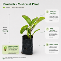 Ranakalli - Medicinal Plant