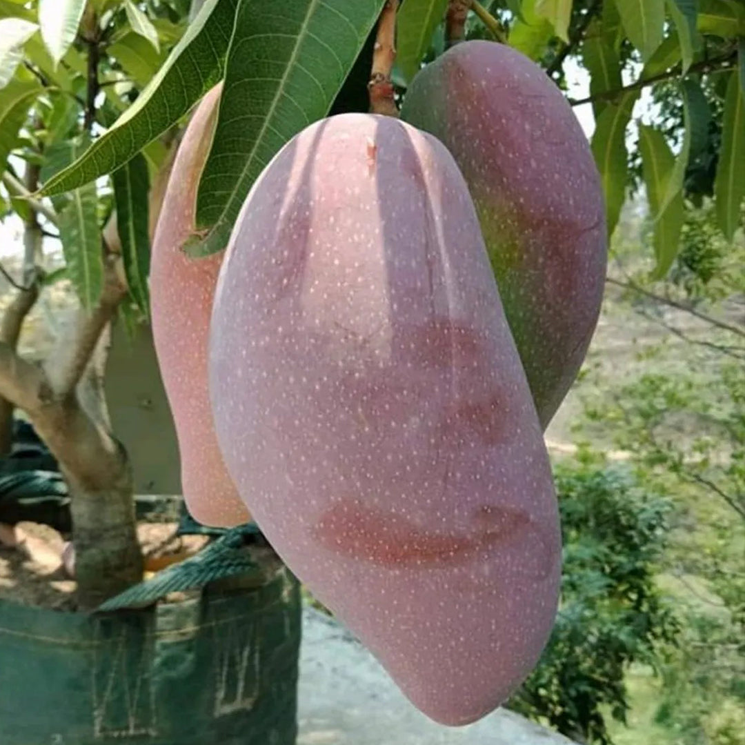The Plantor