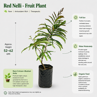 Red Nelli - Fruit Plant