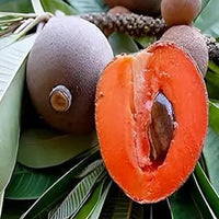 Red Sapota - Fruit Plant