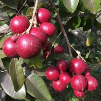 Ruby Longan Grafted - Fruit Plant