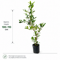 Savannah Cherry - Fruit Plant
