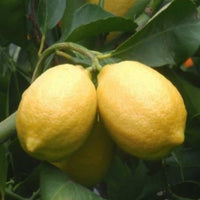 Seedless Lemon - Fruit Plant