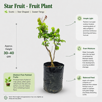 Star Fruit - Fruit Plant