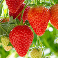 The Plantor