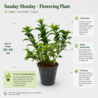 The Plantor