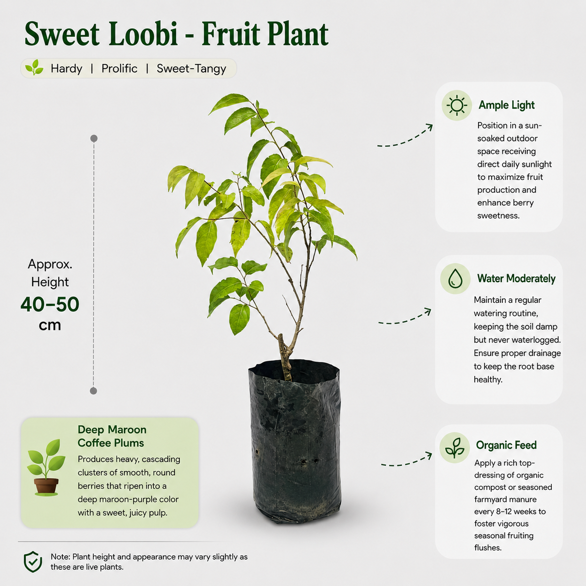 The Plantor