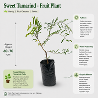 Sweet Tamarind / Madhura Puli / Valanpuli - Fruit Plant