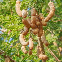 Sweet Tamarind / Madhura Puli / Valanpuli - Fruit Plant