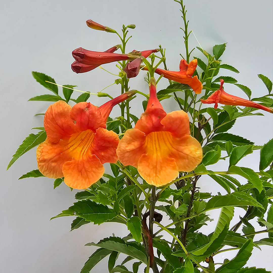 The Plantor