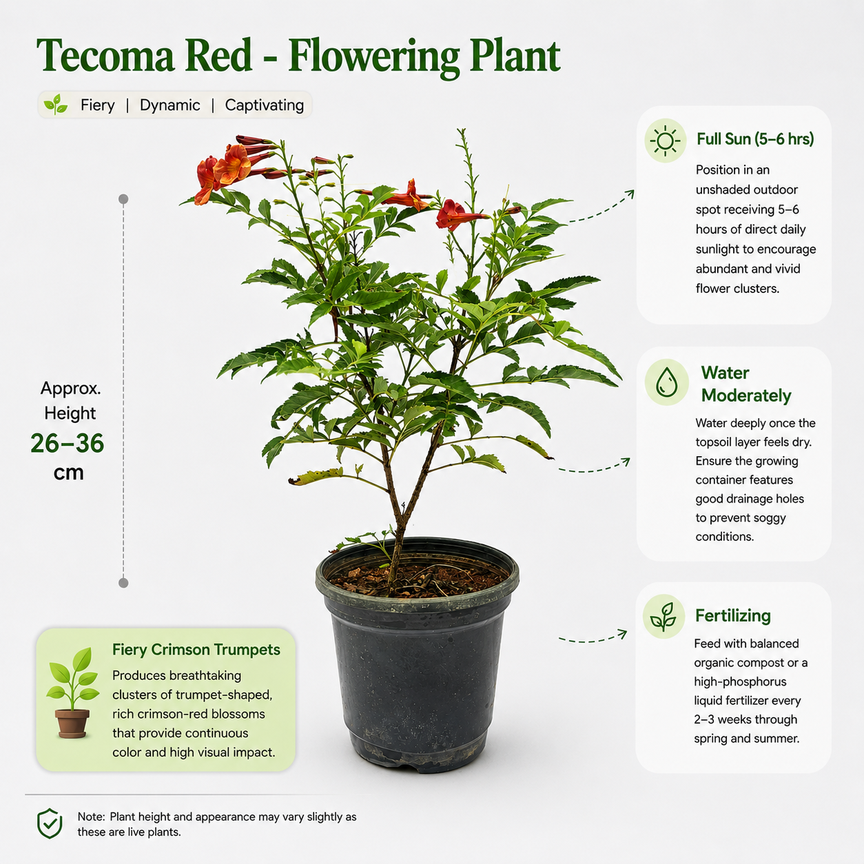 The Plantor