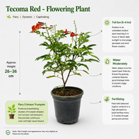 The Plantor