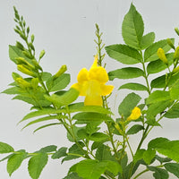 The Plantor