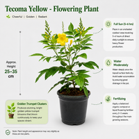 The Plantor