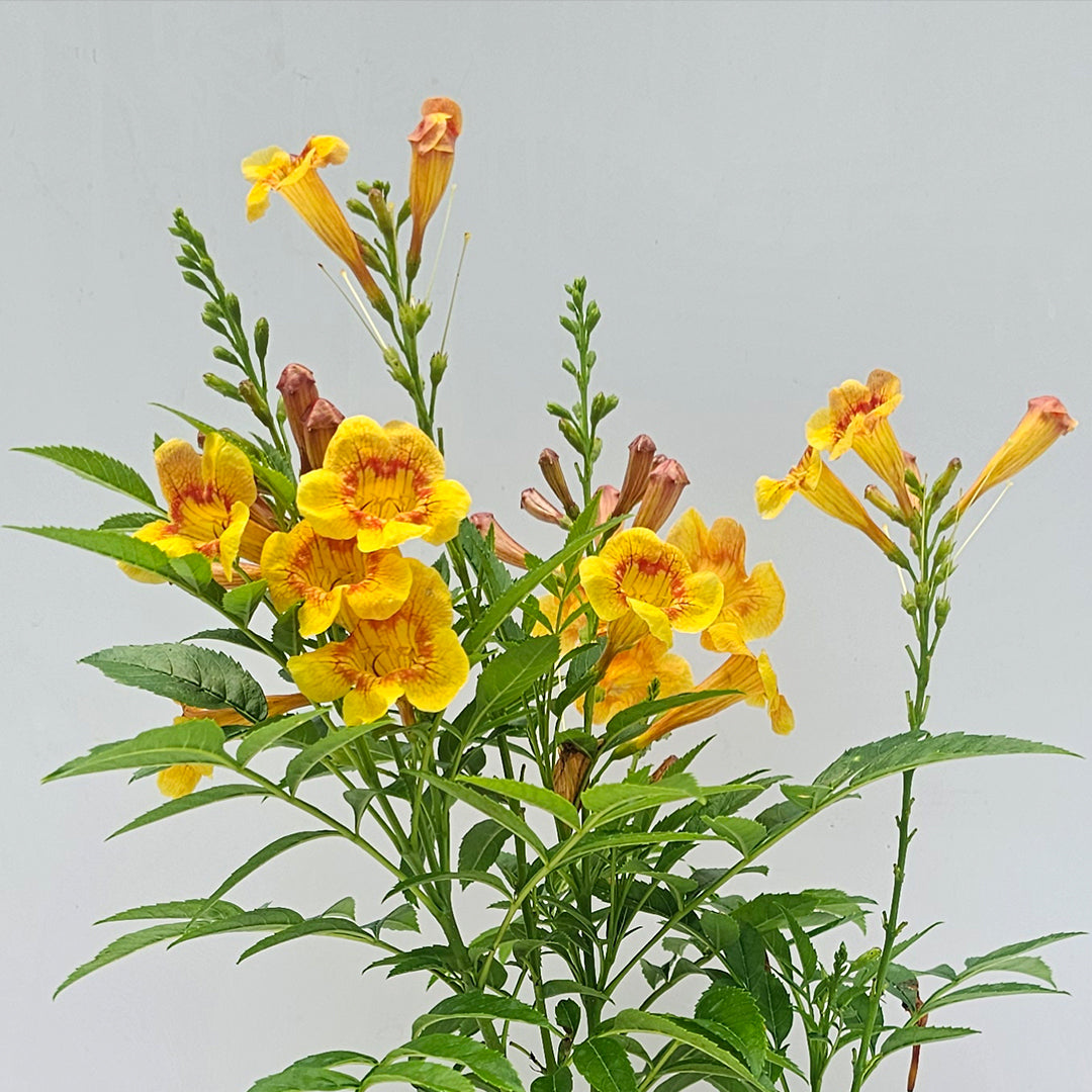 The Plantor