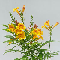 The Plantor