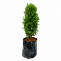 Thai Cypress - Landscaping Plant