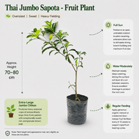 Thai Jumbo Sapota - Fruit Plant