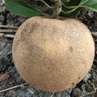 Thai Jumbo Sapota - Fruit Plant