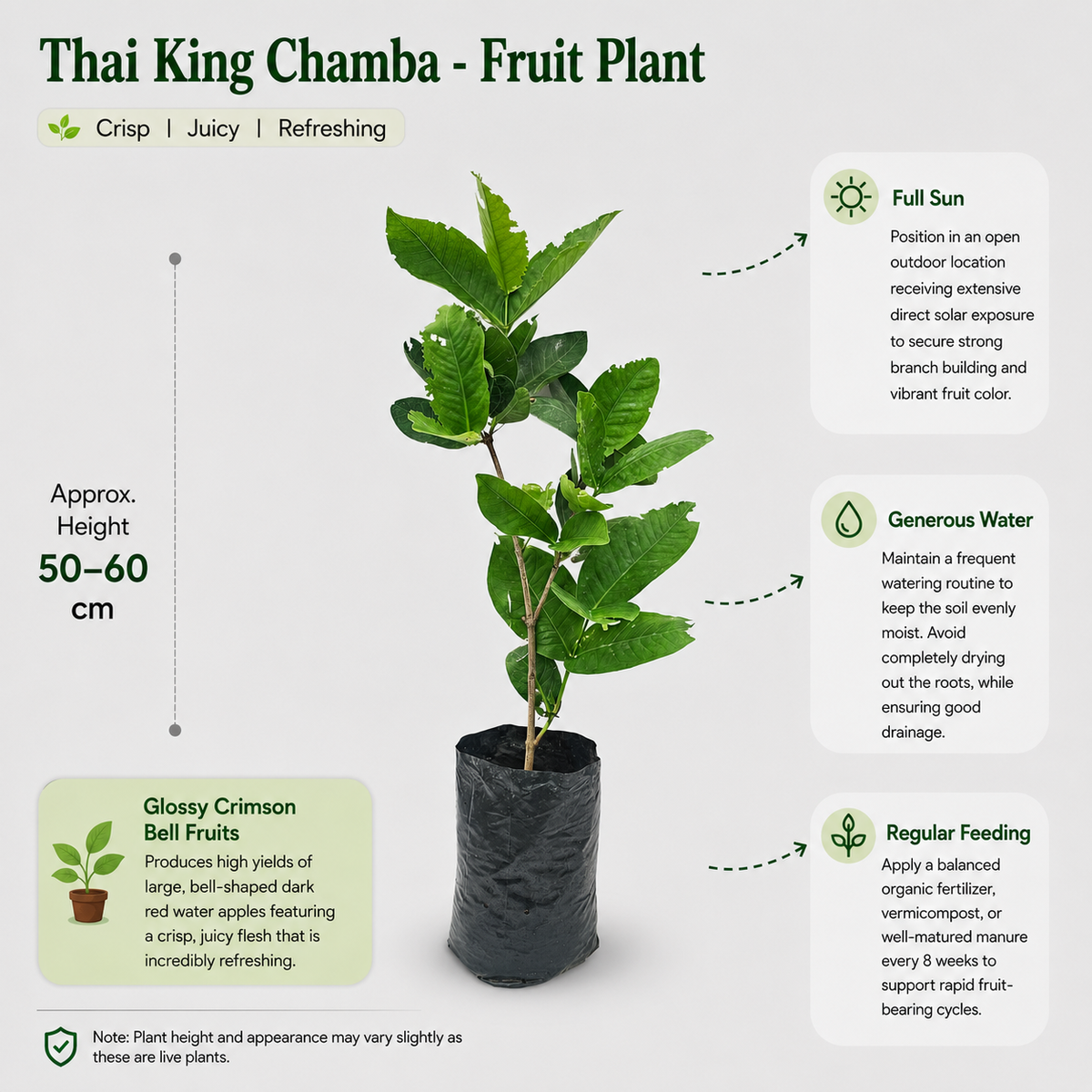 The Plantor