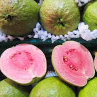 Thailand Pink Guava - Fruit Plant