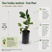Then Varikka Jackfruit - Fruit Plant
