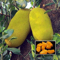 Then Varikka Jackfruit - Fruit Plant