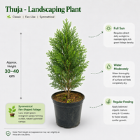 Thuja - Landscaping Plant