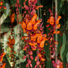 Thunbergia Variegated - Creeper Plant
