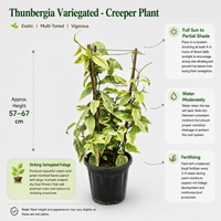 The Plantor