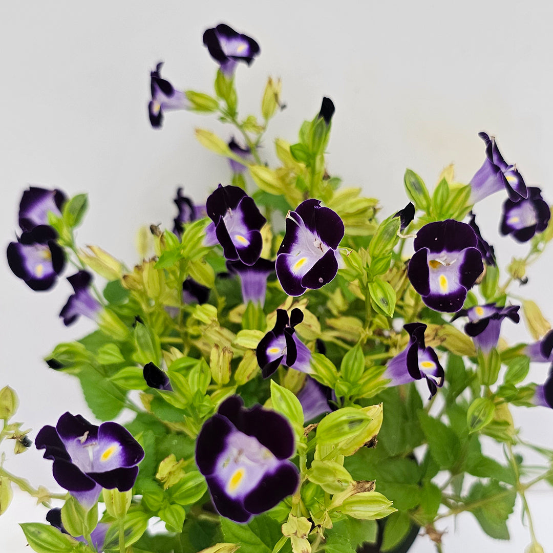 The Plantor