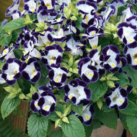 The Plantor