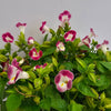 Torenia Pink - Outdoor Flowering Plant