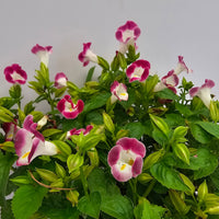 The Plantor