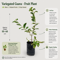 Variegated Guava - Fruit Plant