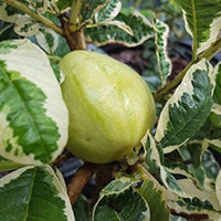 Variegated Guava - Fruit Plant