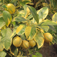 Lemon Variegated - Fruit Plant