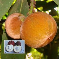 Velvet Apple - Fruit Plant