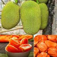 Premium Vietnam Red "Daeng Surya" Jackfruit - Fruit Plant