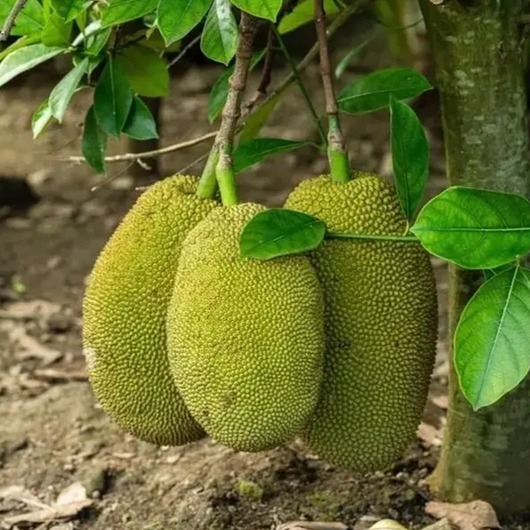 The Plantor