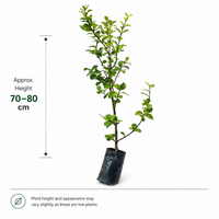 West Indian Cherry Plant - Fruit Plant