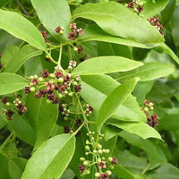 White Chandanam - Medicinal Plant