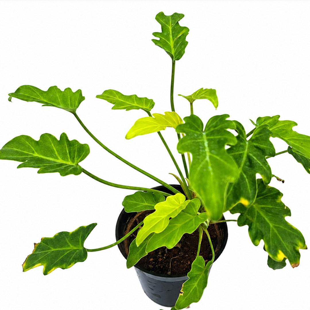 The Plantor