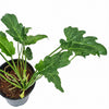 Xanadu Green Philodendron - Indoor Plant