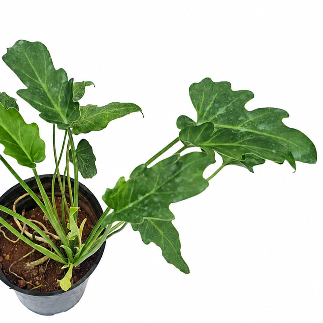 The Plantor