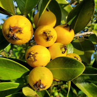 Yellow Strawberry Guava - Fruit Plant