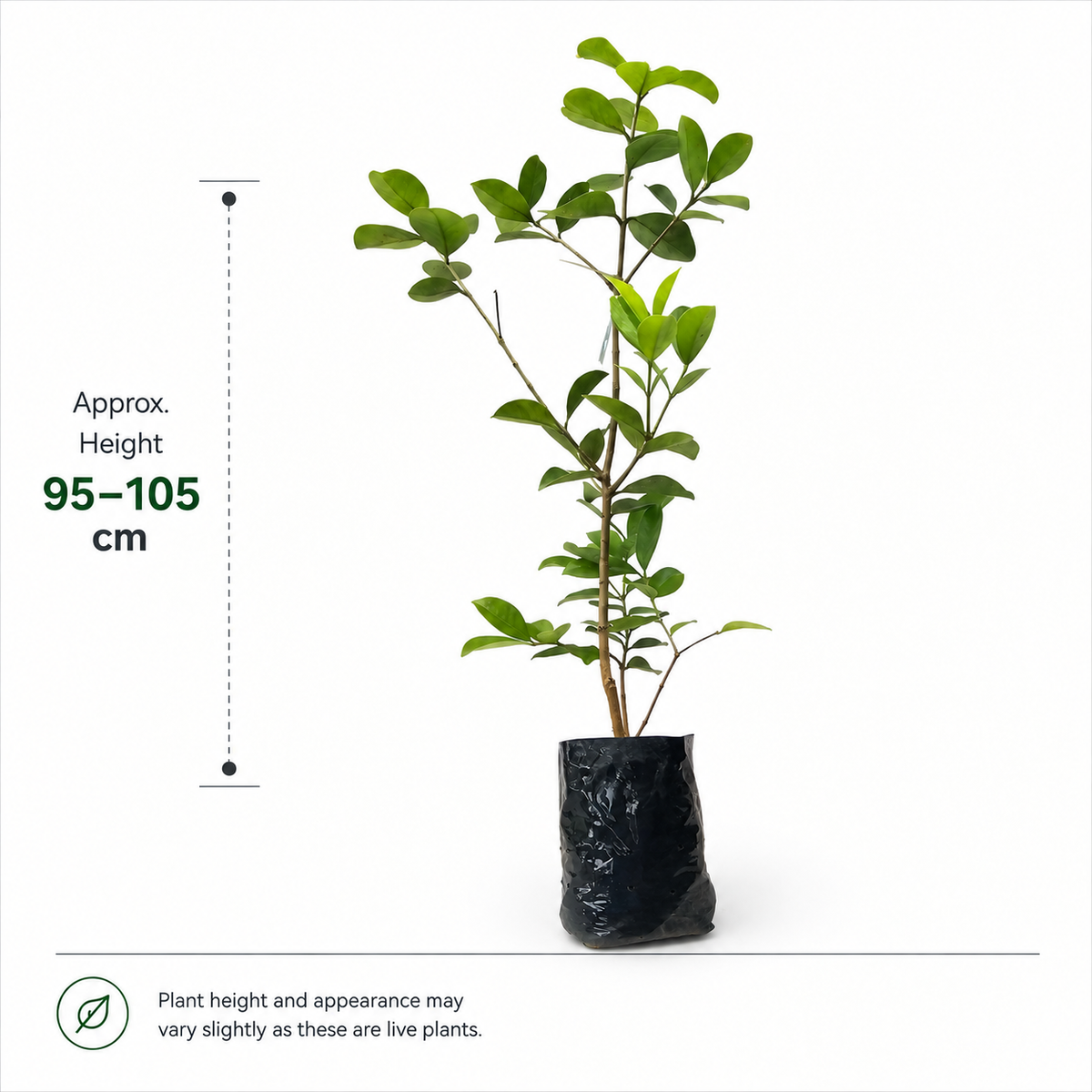 The Plantor